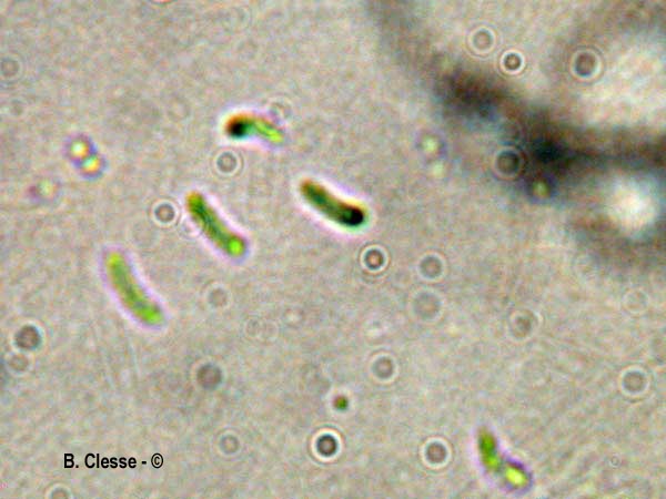 Vitreoporus dichrous (Gloeoporus dichrous)